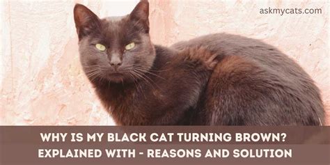 do black cats turn brown with age